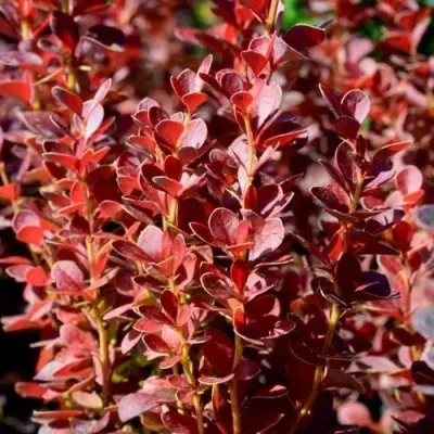 Барбарис ВУЛКАНО тунберга — описание сорта Барбарис ВУЛКАНО тунберга в Москве