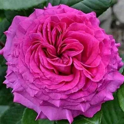 Саженцы роз ШАРТРЕЗ ДЕ ПАРМ чайно-гибридная — описание сорта Саженцы роз ШАРТРЕЗ ДЕ ПАРМ чайно-гибридная в Москве