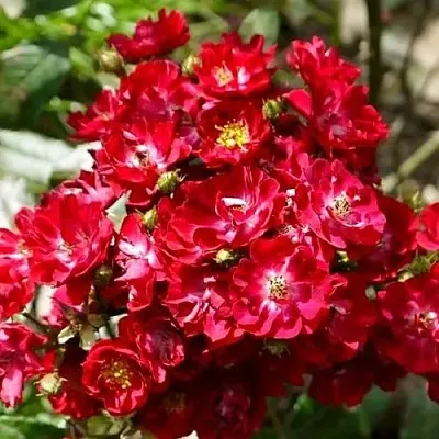 Саженцы роз АЛЬБЕРИХ полиантовая  Саженцы роз АЛЬБЕРИХ полиантовая в Москве