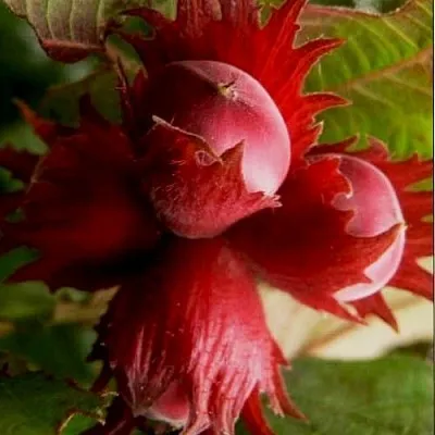 Фундук БАГРЯНЕЦ  Фундук БАГРЯНЕЦ в Москве