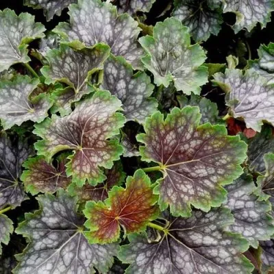 Гейхера МАРВЕЛОС МАРБЛ СИЛЬВЕР — описание сорта Гейхера МАРВЕЛОС МАРБЛ СИЛЬВЕР в Москве