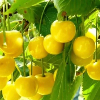 Черешня ПОДСНЕЖНИК в Москве