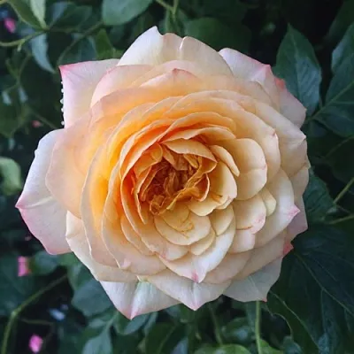 Саженцы роз АБЕЙ ДЕ СЕНТ-АМАН шраб в Москве