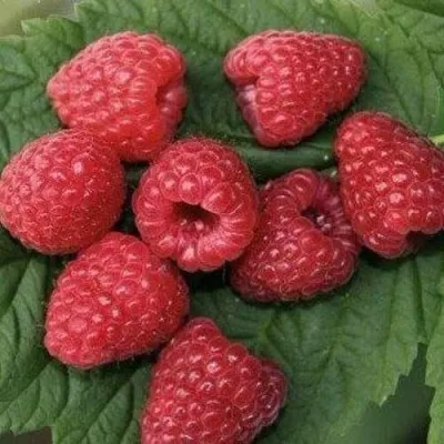 Малина ЗЮГАНА в Москве