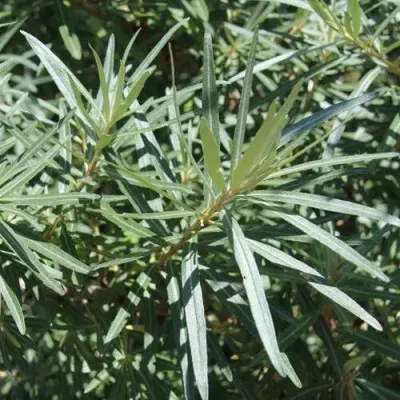 Облепиха ЛОРД (МУЖСКАЯ) — описание сорта Облепиха ЛОРД (МУЖСКАЯ) в Москве