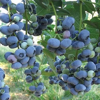 Голубика ЛИБЕРТИ  Голубика ЛИБЕРТИ в Москве