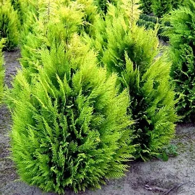 Кипарисовик ИВОНЕ лавсана  Кипарисовик ИВОНЕ лавсана в Москве