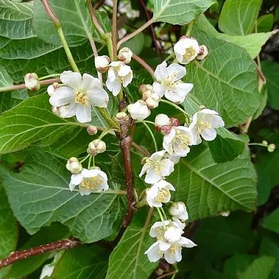 саженцы актинидии саженцы актинидии