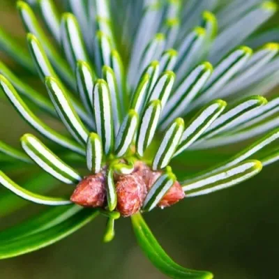 Пихта белая в Москве