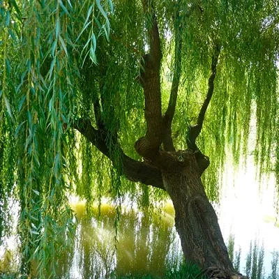 Ива в Москве