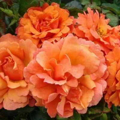 Саженцы роз БРИДЖ ОФ САЙЗ плетистая — описание сорта Саженцы роз БРИДЖ ОФ САЙЗ плетистая в Москве