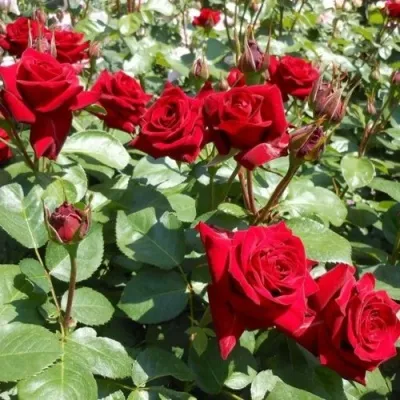 Саженцы роз ЭКСПЛОРЕР чайно-гибридная — описание сорта Саженцы роз ЭКСПЛОРЕР чайно-гибридная в Москве