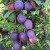 Слива БЛЮ СВИТ колонновидная  — описание сорта Слива БЛЮ СВИТ колонновидная  в Москве