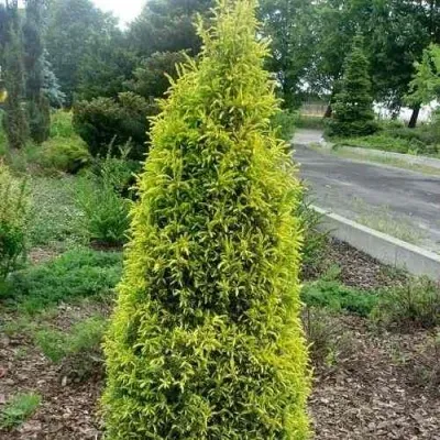 Можжевельник ГОЛД КОН обыкновенный — описание сорта Можжевельник ГОЛД КОН обыкновенный в Москве