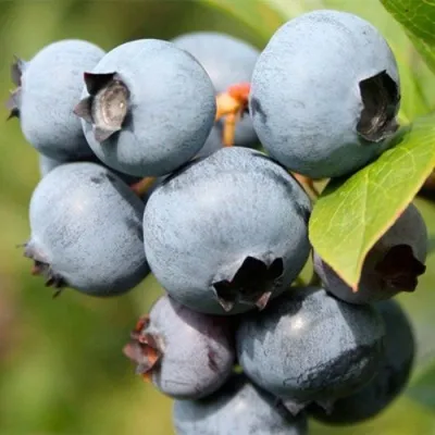 Голубика ПОЛАРИС в Москве