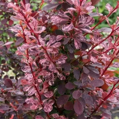 Барбарис РОУЗ ГЛОУ тунберга — описание сорта Барбарис РОУЗ ГЛОУ тунберга в Москве