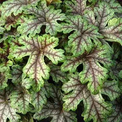 Гейхера ТАПЕСТРИ  Гейхера ТАПЕСТРИ в Москве