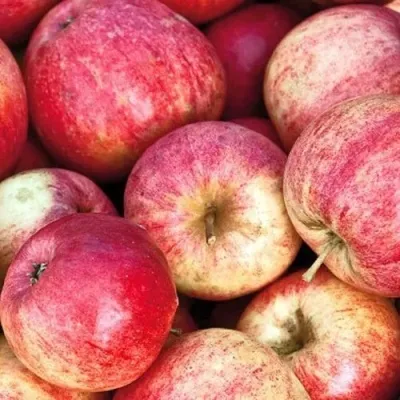 Яблоня ШТРИФЕЛЬ в Москве