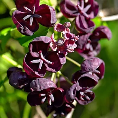 Акебия ПЯТЁРНАЯ   Акебия ПЯТЁРНАЯ  в Москве