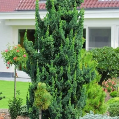 Кипарисовик ВИСЕЛЛИ лавсона в Москве