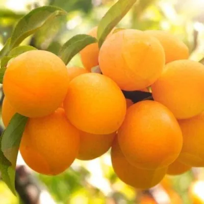 Слива МАРА — описание сорта Слива МАРА в Москве