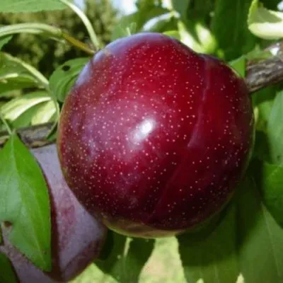 ШАРАФУГА — описание сорта ШАРАФУГА в Москве