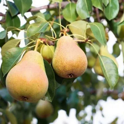 Груша ВЫСТАВОЧНАЯ — описание сорта Груша ВЫСТАВОЧНАЯ в Москве