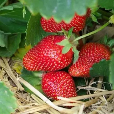 Клубника МОНТЕРЕЙ ремонтантная  Клубника МОНТЕРЕЙ ремонтантная в Москве