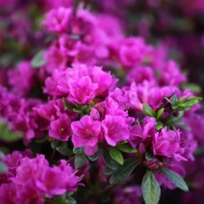 Азалия ГЕЙША ПЕРПЛ японская — описание сорта Азалия ГЕЙША ПЕРПЛ японская в Москве