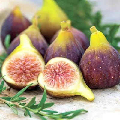 Инжир НИКИТСКИЙ — описание сорта Инжир НИКИТСКИЙ в Москве