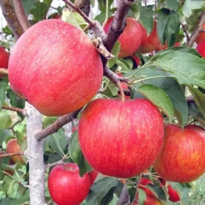 Яблоня ЖЕНЕВА (ЖЕНЕВА ЭРЛИ) — описание сорта Яблоня ЖЕНЕВА (ЖЕНЕВА ЭРЛИ) в Москве