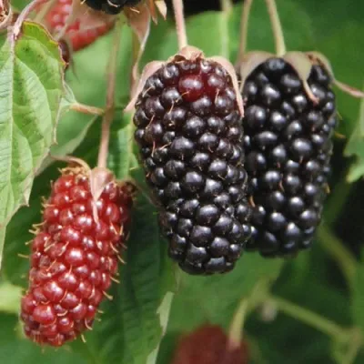 Ежевика КОЛАМБИЯ СТАР бесшипная — описание сорта Ежевика КОЛАМБИЯ СТАР бесшипная в Москве