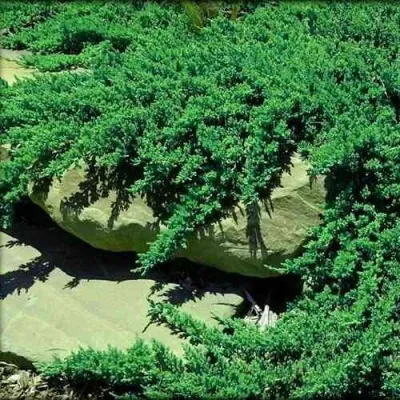 Можжевельник НАНА лежачий — описание сорта Можжевельник НАНА лежачий в Москве