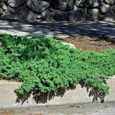 Можжевельник НАНА лежачий — описание сорта Можжевельник НАНА лежачий в Москве
