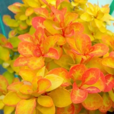 Барбарис САММЕР САНСЕТ тунберга — описание сорта Барбарис САММЕР САНСЕТ тунберга в Москве