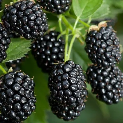 Ежевика ЧЕРНАЯ МАГИЯ ремонтантная  Ежевика ЧЕРНАЯ МАГИЯ ремонтантная в Москве