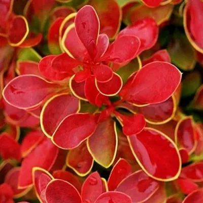 Барбарис КОРАЛ тунберга — описание сорта Барбарис КОРАЛ тунберга в Москве