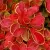 Барбарис КОРАЛ тунберга — описание сорта Барбарис КОРАЛ тунберга в Москве