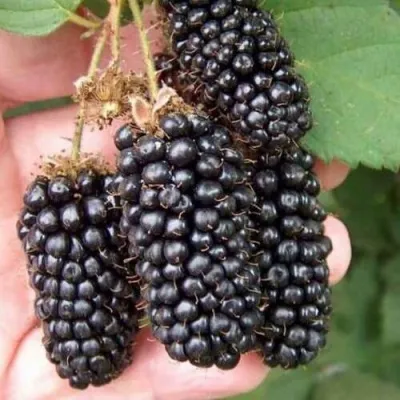 Ежевика ЛОХ НЕСС бесшипная — описание сорта Ежевика ЛОХ НЕСС бесшипная в Москве