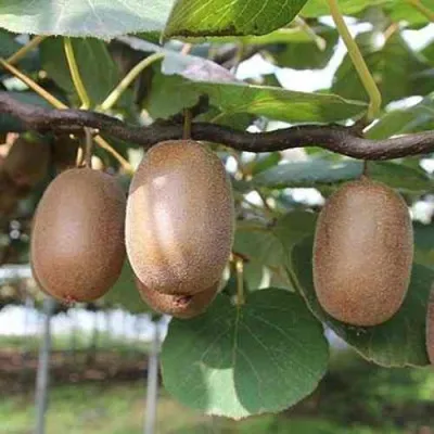 Актинидия ЗАКАРПАТЬЕ деликатесная — описание сорта Актинидия ЗАКАРПАТЬЕ деликатесная в Москве