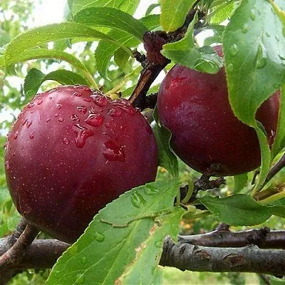 Слива КЛЕОПАТРА  Слива КЛЕОПАТРА в Москве