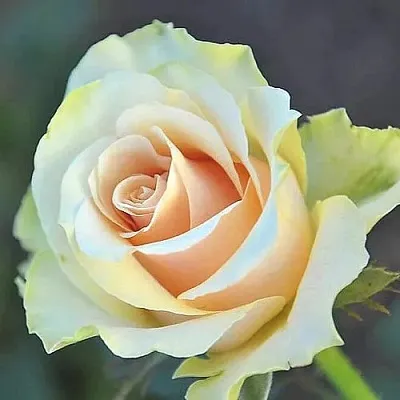 Саженцы роз ТАЛЕЯ чайно-гибридная  Саженцы роз ТАЛЕЯ чайно-гибридная в Москве