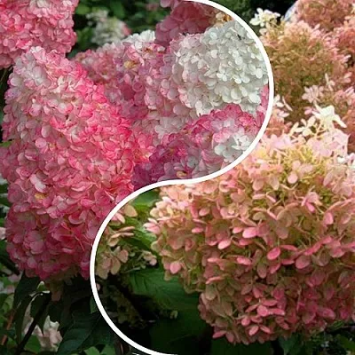 Комплект МАЛИНОВЫЙ ЗАКАТ в Москве