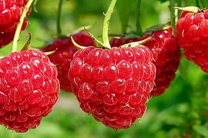 Сорта ягодных кустарников - Малина