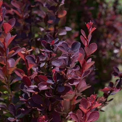 Барбарис ХЕЛМОНД ПИЛЛАР тунберга  Барбарис ХЕЛМОНД ПИЛЛАР тунберга в Москве