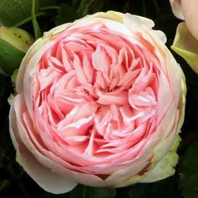 Саженцы роз БРАЙДАЛ ПИАНО чайно-гибридная в Москве