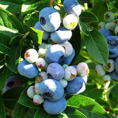 Голубика ВЕЙМУТ — описание сорта Голубика ВЕЙМУТ в Москве