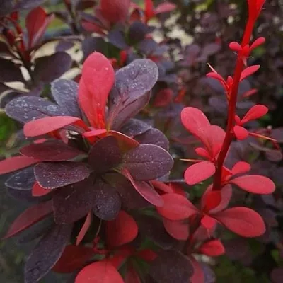 Барбарис РЕД ПИЛЛАР тунберга  Барбарис РЕД ПИЛЛАР тунберга в Москве