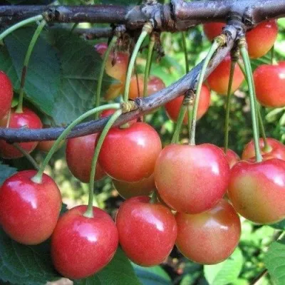 Черешня МЕДУНИЦА в Москве