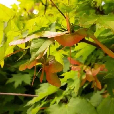 Клен ложноплатановый — описание сорта Клен ложноплатановый в Москве